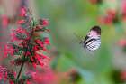 Piano key or Postman butterfly in flight. Art Print